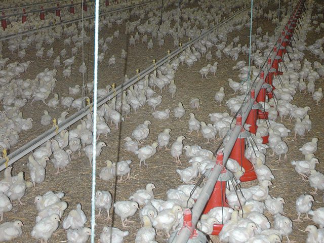 levage_industriel_de_poulets